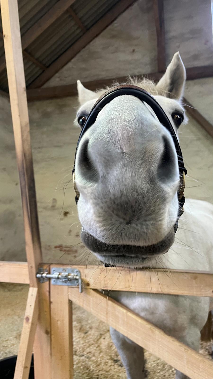 Dansk Varmblod Bl. - Hindbærgården's Milan billede 23