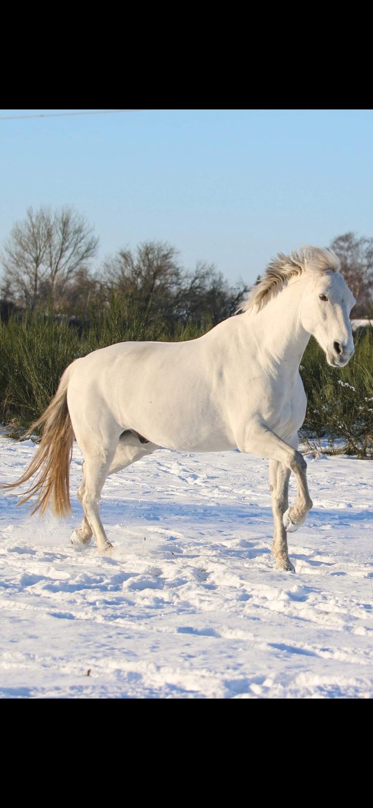 Dansk Varmblod Bl. - Hindbærgården's Milan billede 25