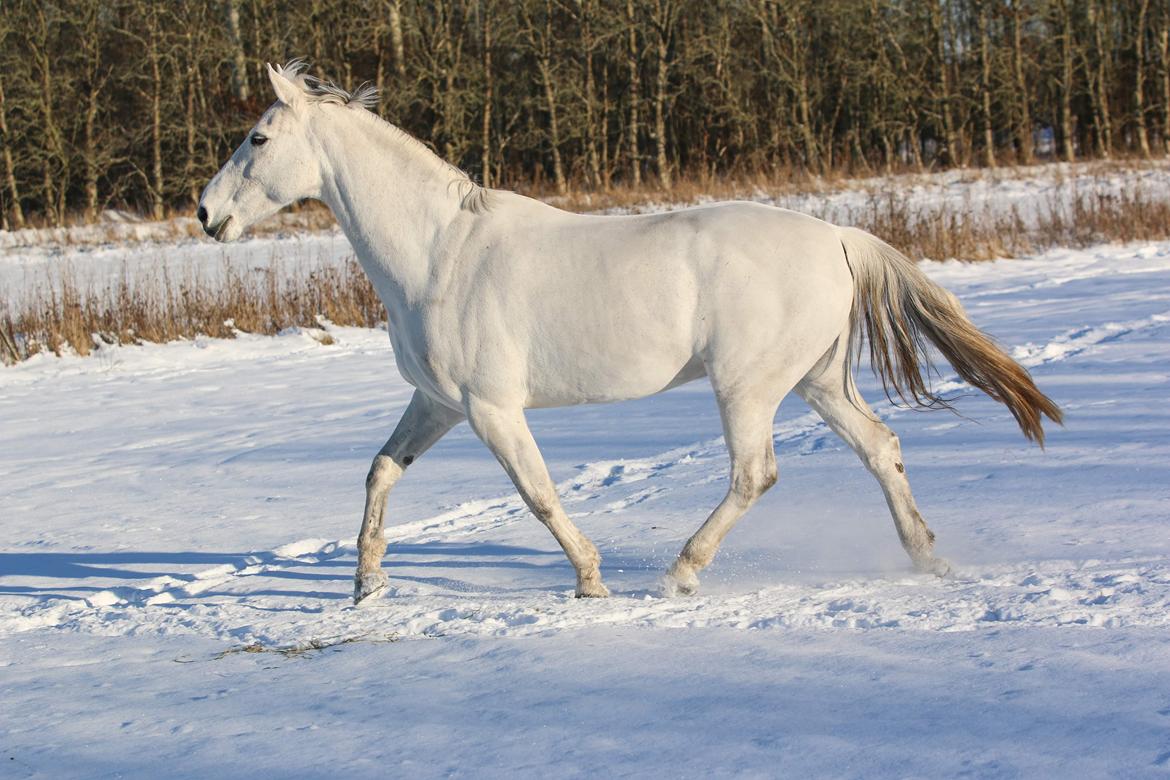 Dansk Varmblod Bl. - Hindbærgården's Milan billede 26