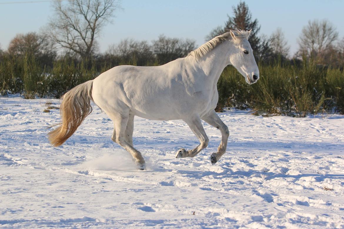 Dansk Varmblod Bl. - Hindbærgården's Milan billede 27