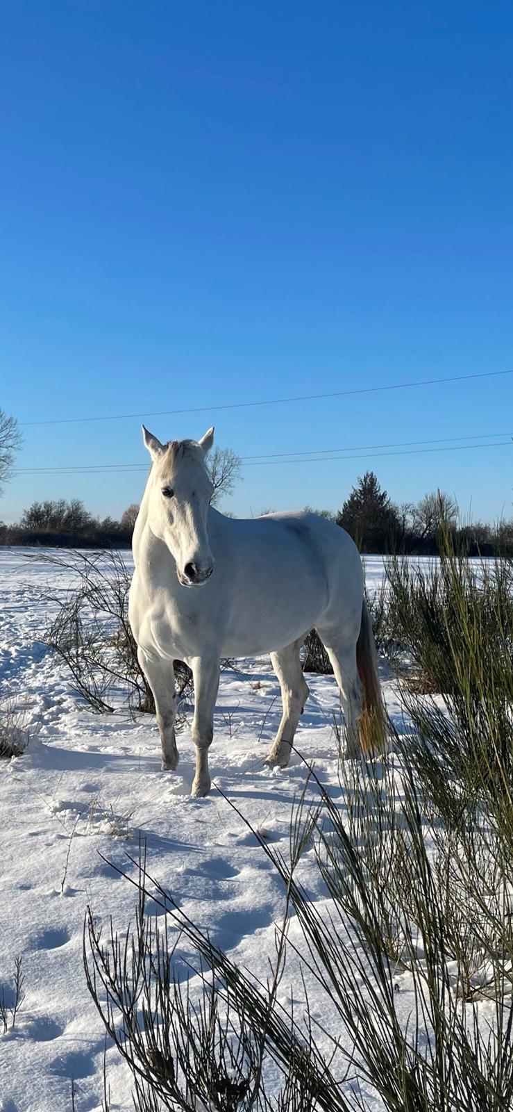 Dansk Varmblod Bl. - Hindbærgården's Milan billede 29