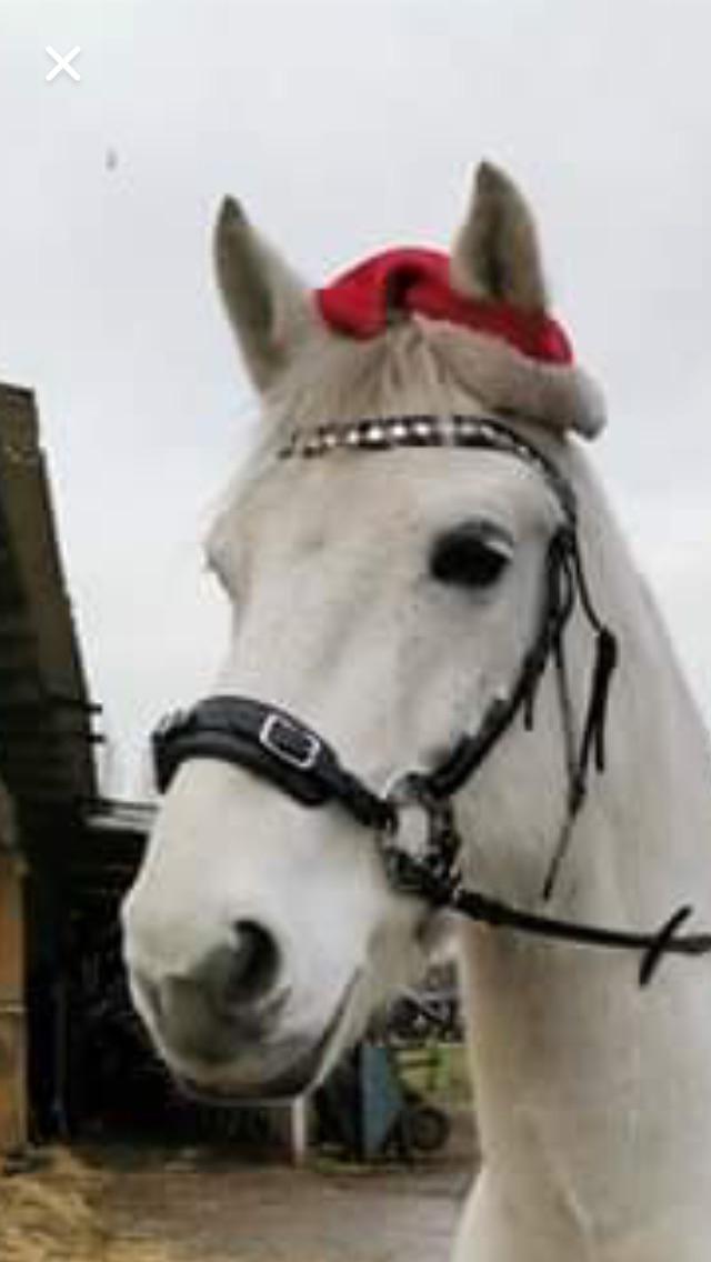 Dansk Varmblod Bl. - Hindbærgården's Milan billede 31