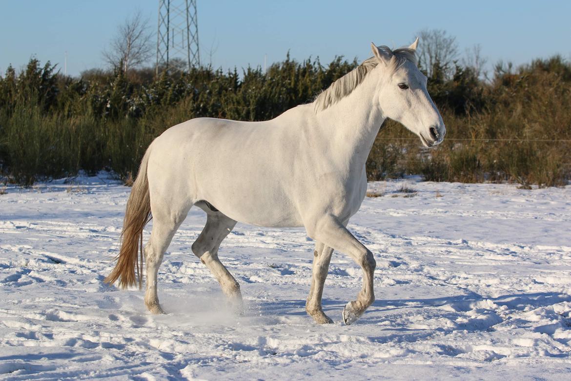 Dansk Varmblod Bl. - Hindbærgården's Milan billede 28