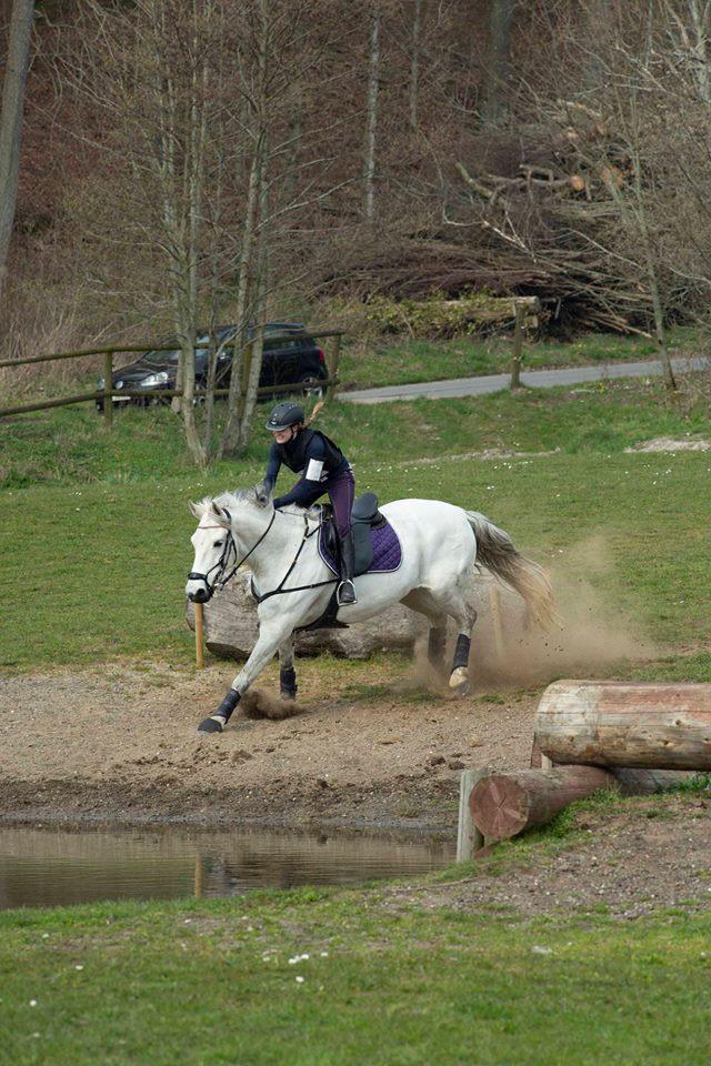 Dansk Varmblod Bl. - Hindbærgården's Milan billede 33