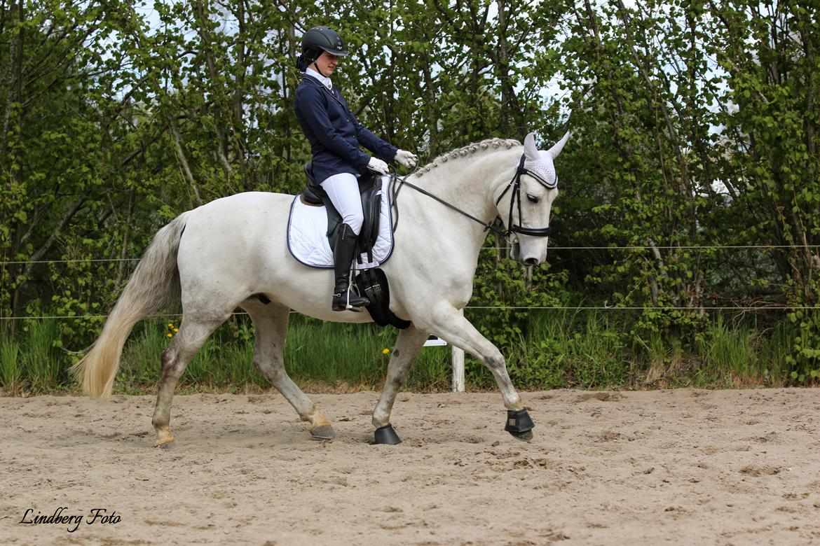 Dansk Varmblod Bl. - Hindbærgården's Milan billede 32