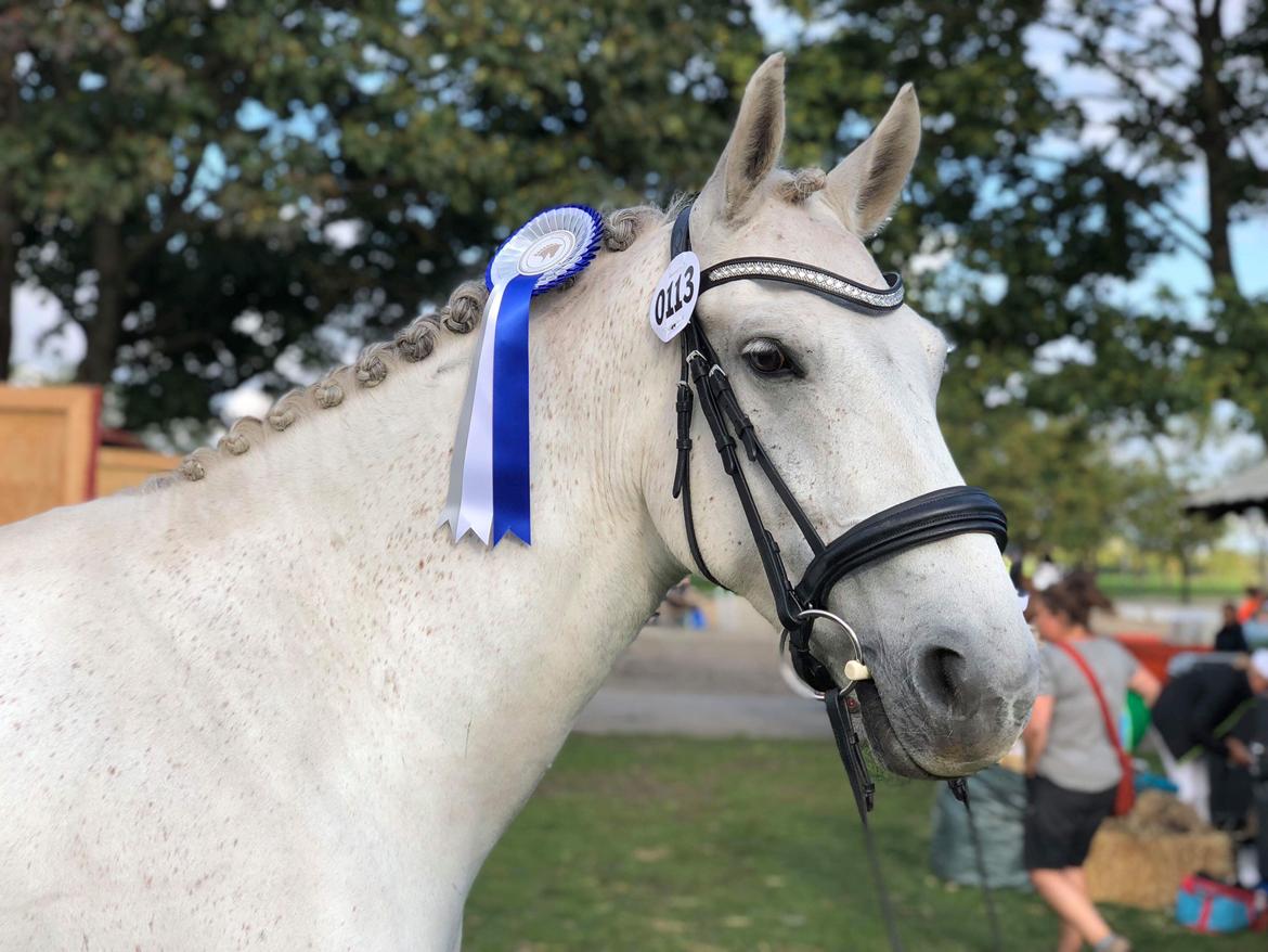 Dansk Varmblod Bl. - Hindbærgården's Milan billede 35