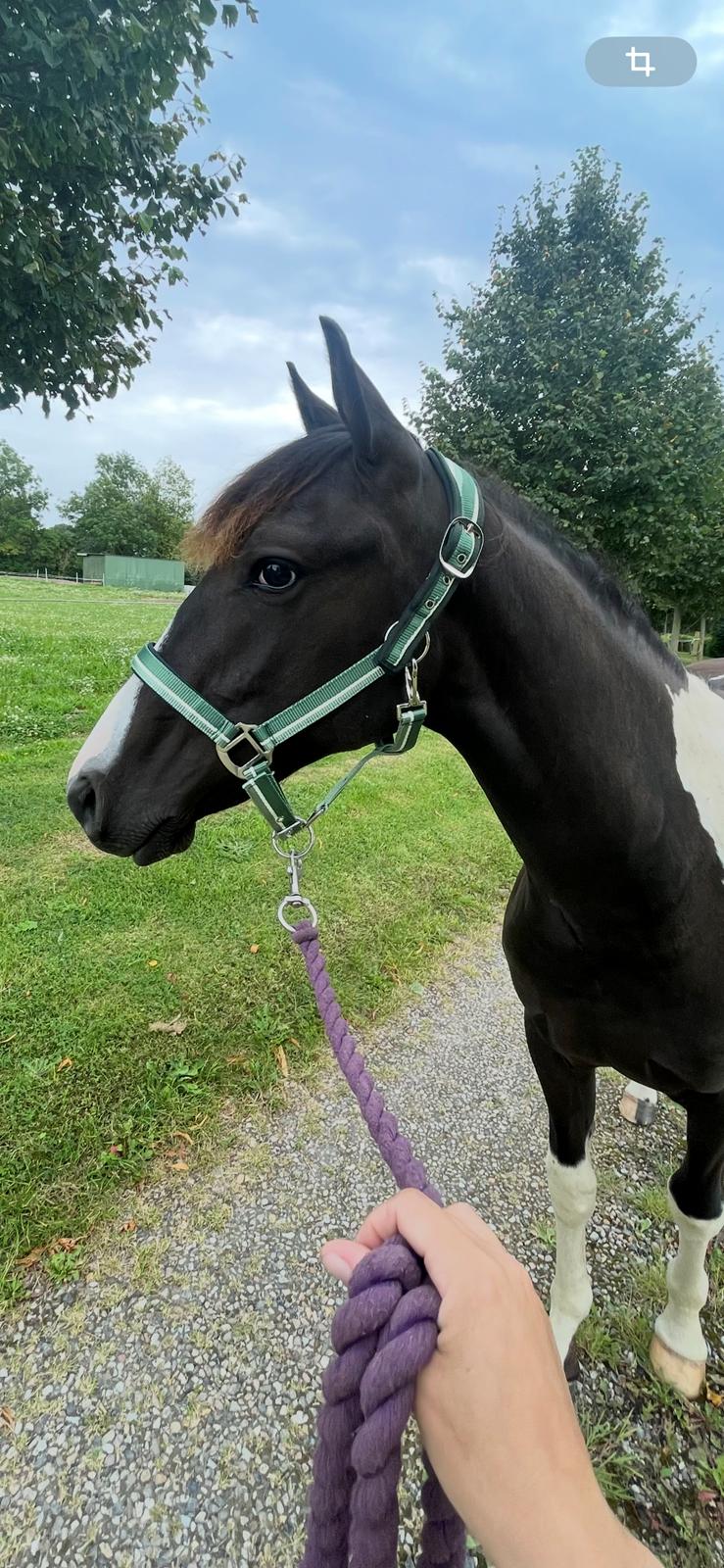 Pinto Hindbærgårdens Ashmore (Divle) billede 41