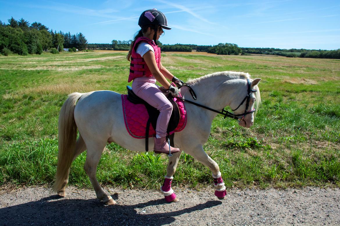 Welsh Mountain (sec A) Greenhills (dk) Special Design billede 2