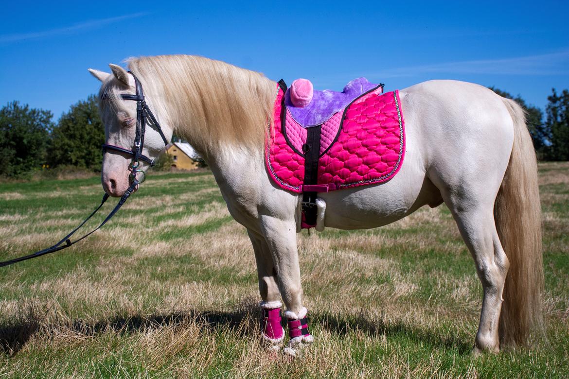 Welsh Mountain (sec A) Greenhills (dk) Special Design billede 18