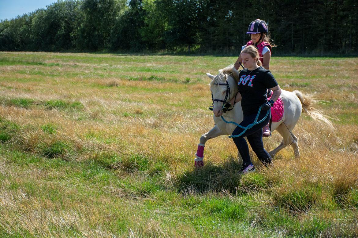 Welsh Mountain (sec A) Greenhills (dk) Special Design billede 16