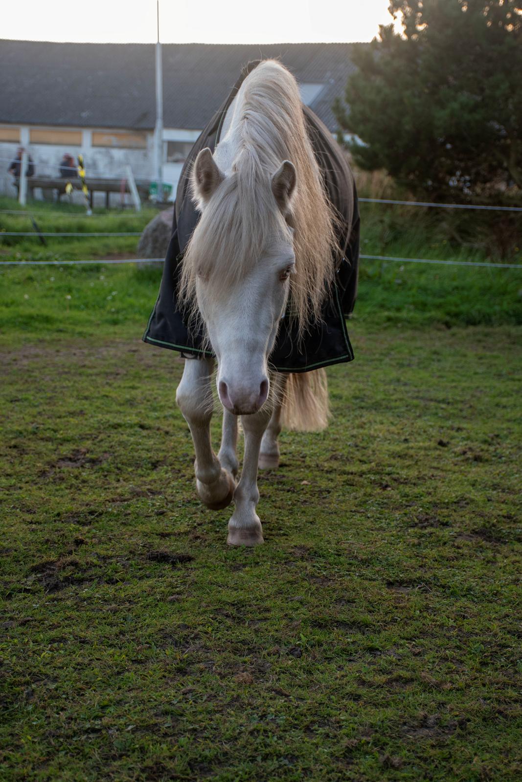 Welsh Mountain (sec A) Greenhills (dk) Special Design billede 26