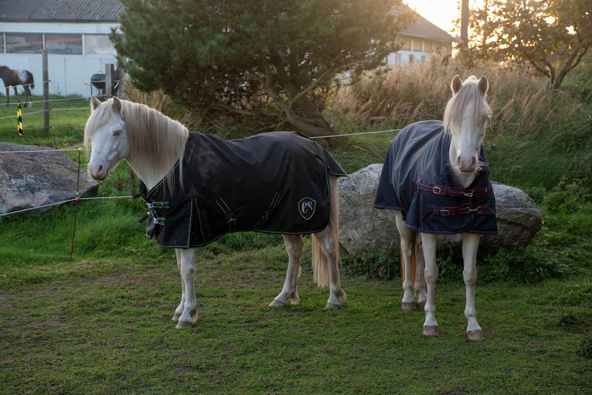 Welsh Mountain (sec A) Greenhills (dk) Special Design billede 20