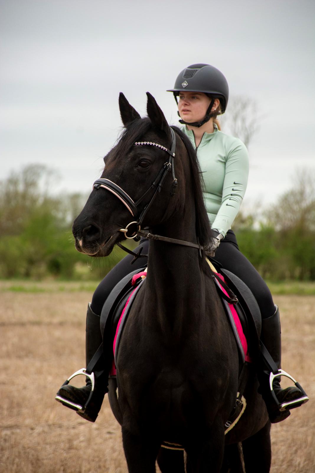 Dansk Varmblod Langagers Dooliwia billede 8