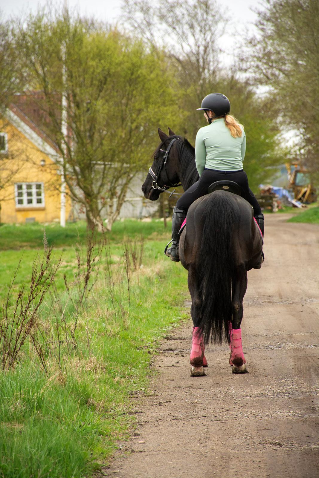 Dansk Varmblod Langagers Dooliwia billede 30
