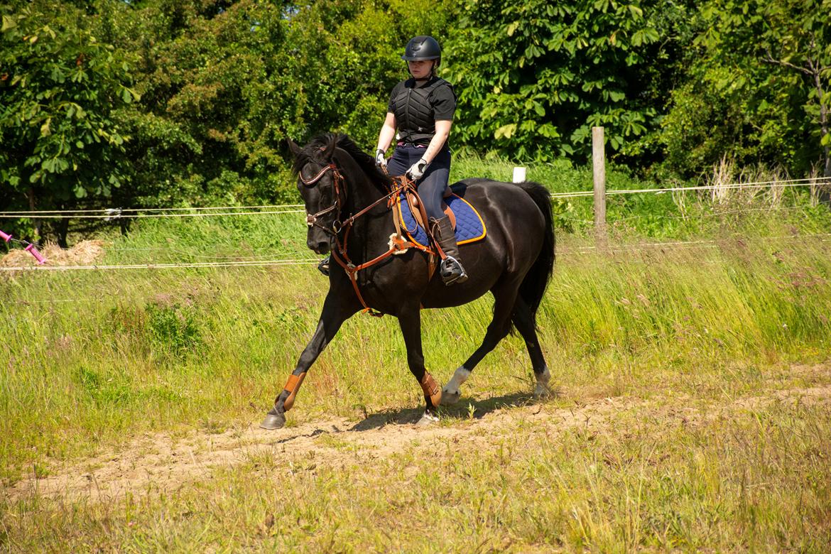 Dansk Varmblod Langagers Dooliwia billede 18