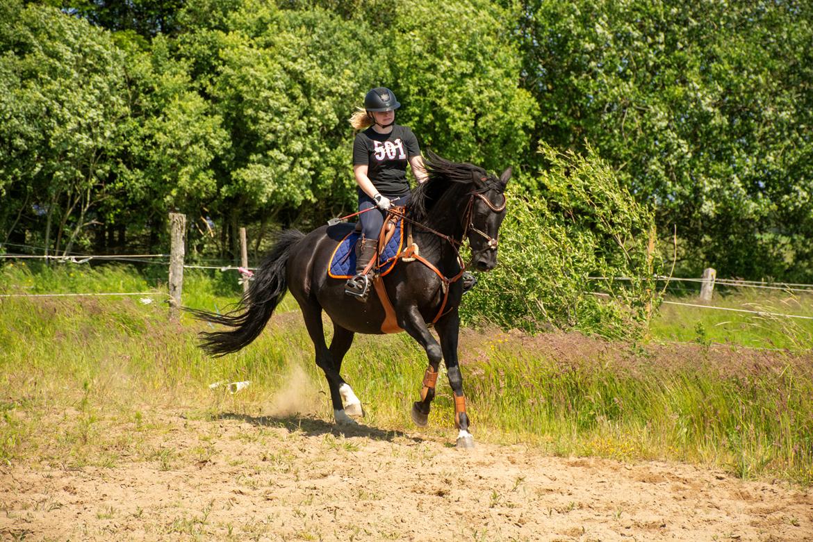 Dansk Varmblod Langagers Dooliwia billede 22