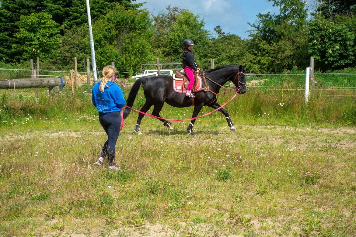 Dansk Varmblod Langagers Dooliwia billede 33