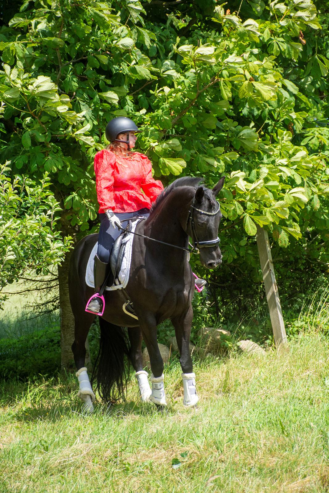 Dansk Varmblod Langagers Dooliwia billede 16