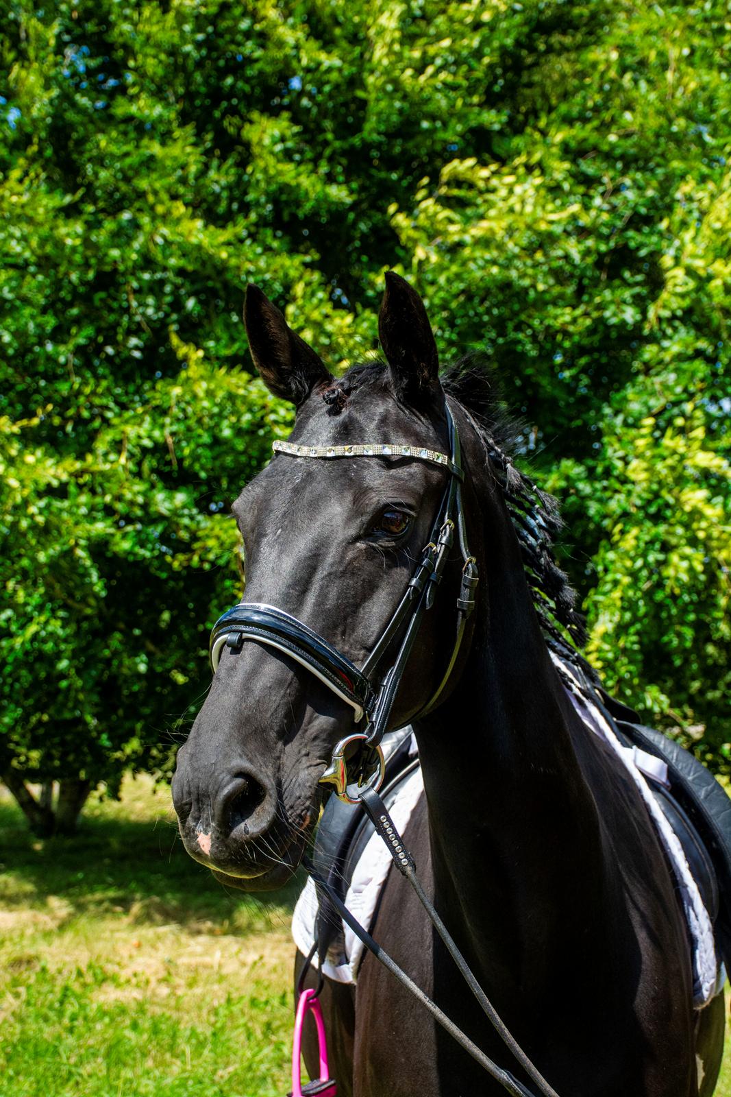 Dansk Varmblod Langagers Dooliwia billede 2