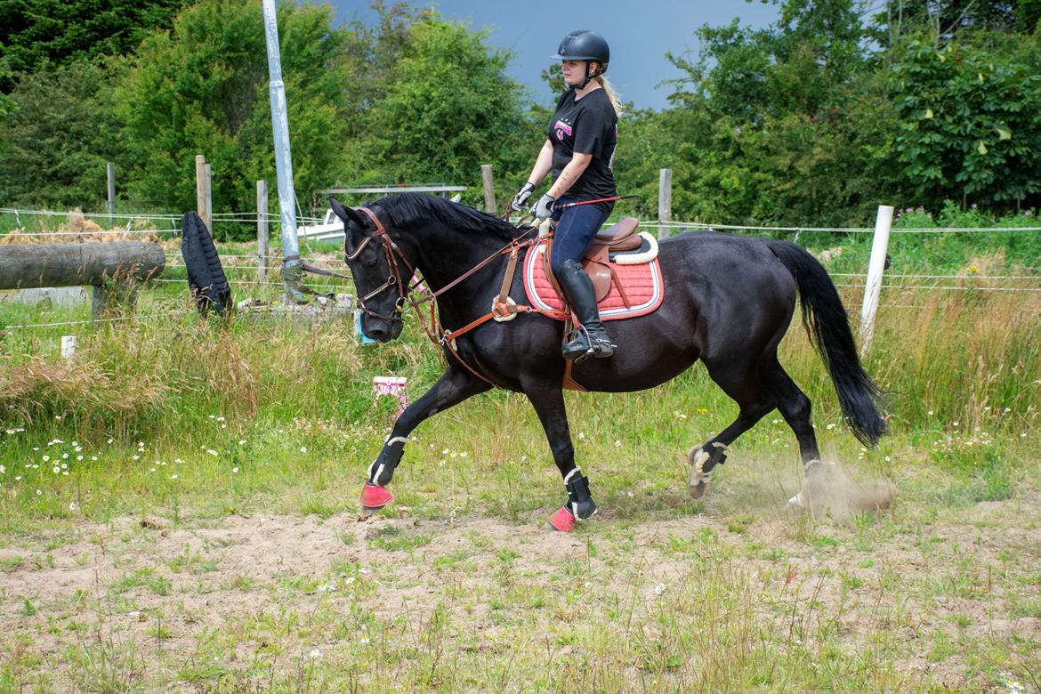 Dansk Varmblod Langagers Dooliwia billede 28