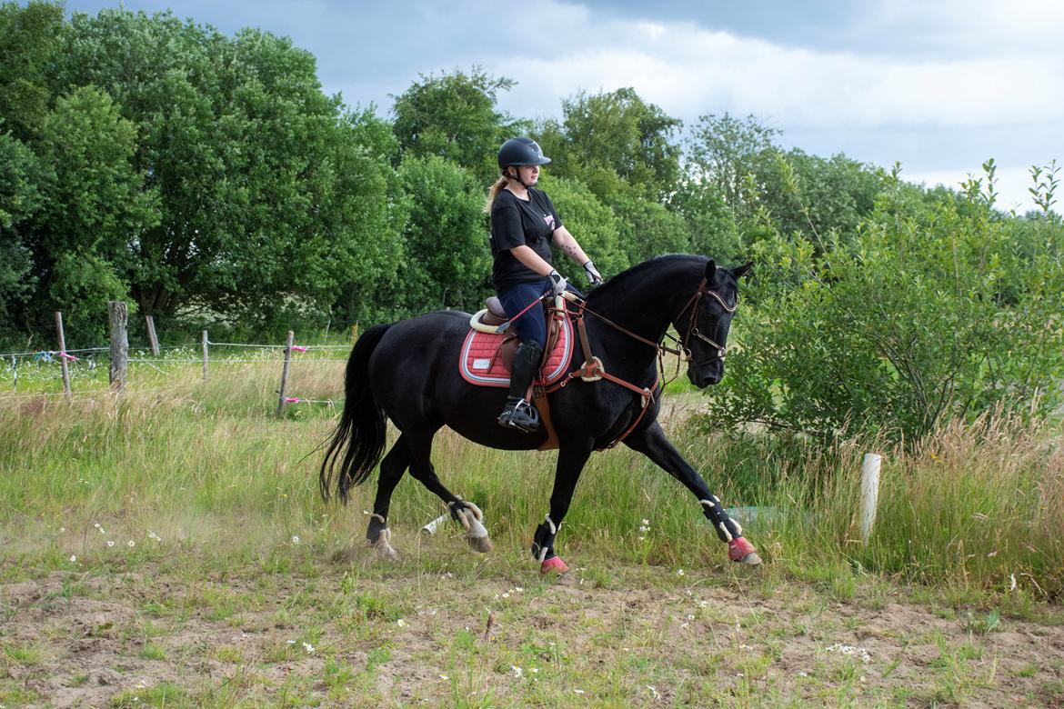 Dansk Varmblod Langagers Dooliwia billede 24