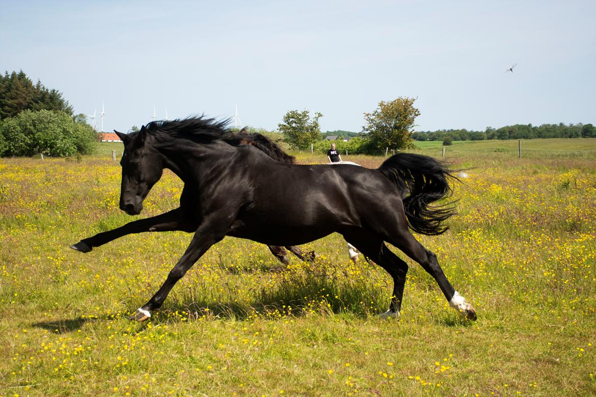 Dansk Varmblod Langagers Dooliwia billede 7
