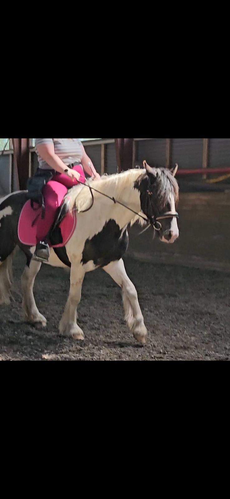 Irish Cob Stald Dalby's Miley Montana billede 29