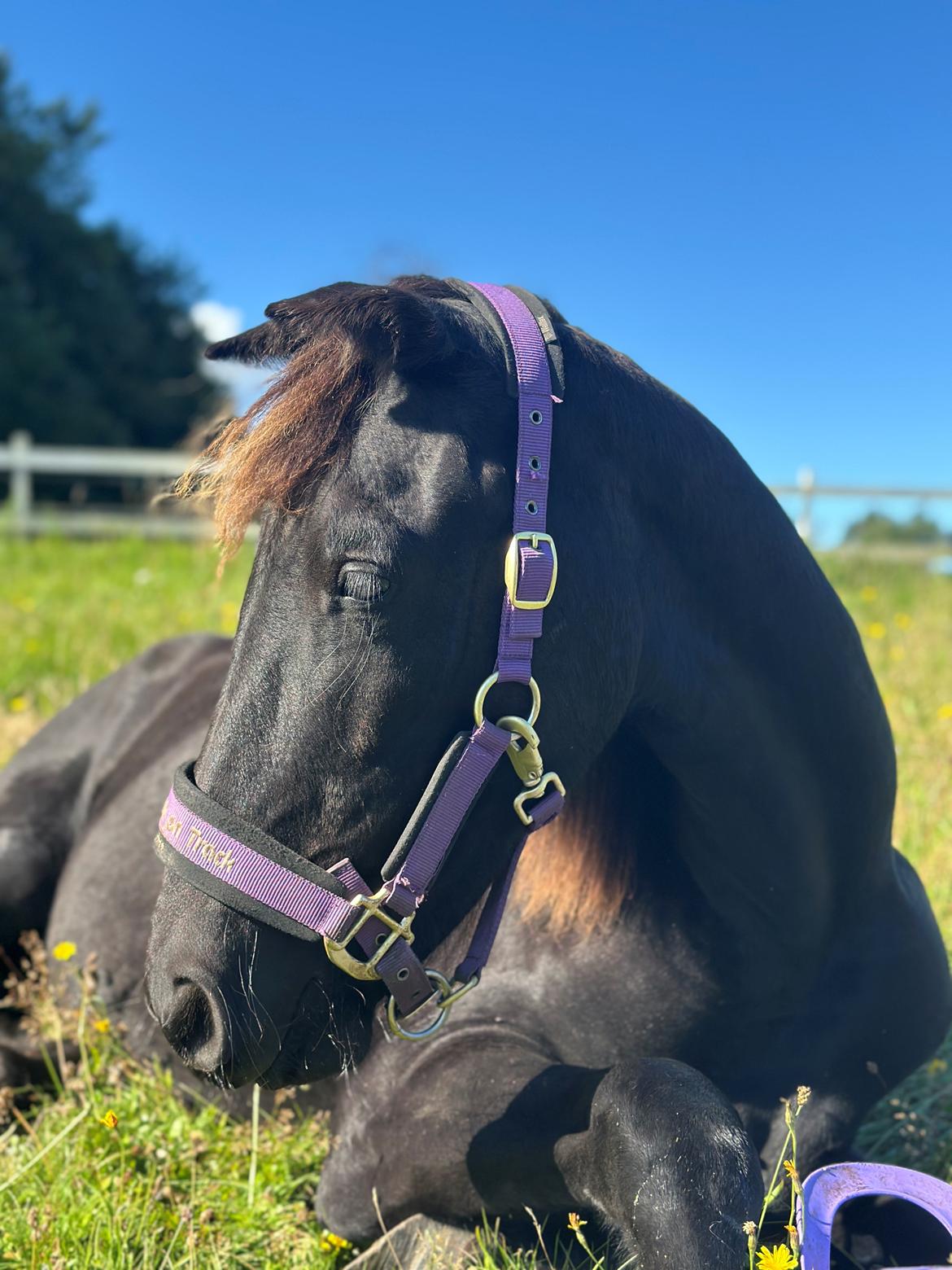 Barockpinto Malimos Dobby Downs billede 1