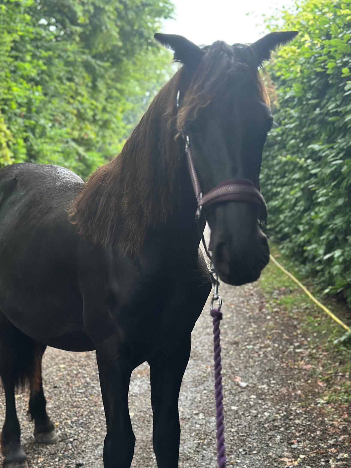 Barockpinto Malimos Dobby Downs billede 2