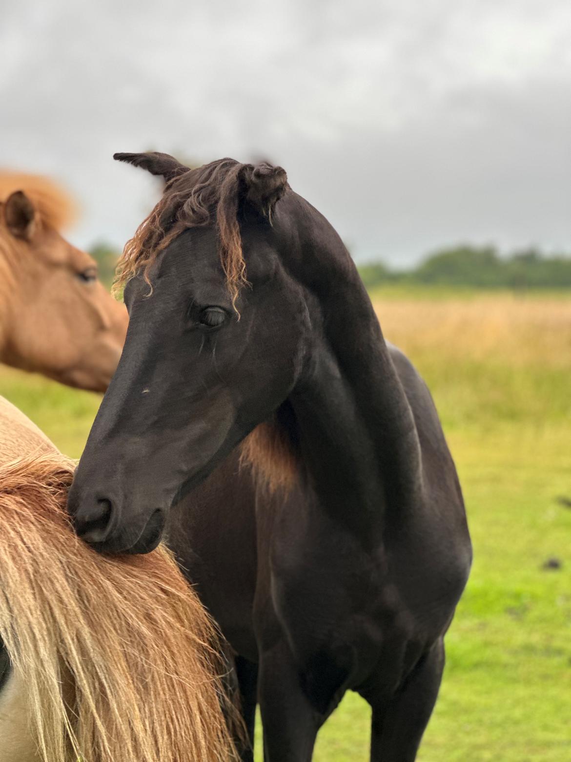 Barockpinto Malimos Dobby Downs billede 3