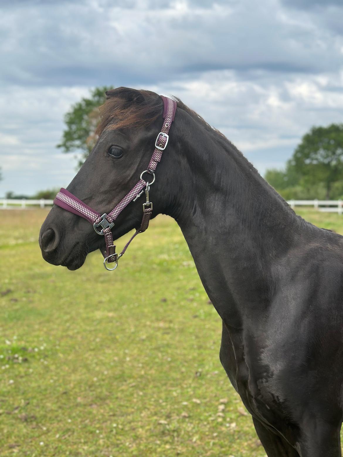 Barockpinto Malimos Dobby Downs billede 4