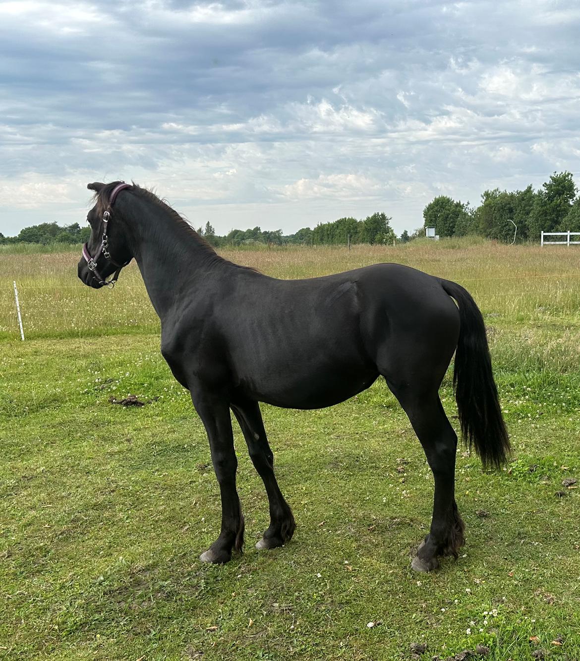 Barockpinto Malimos Dobby Downs billede 5