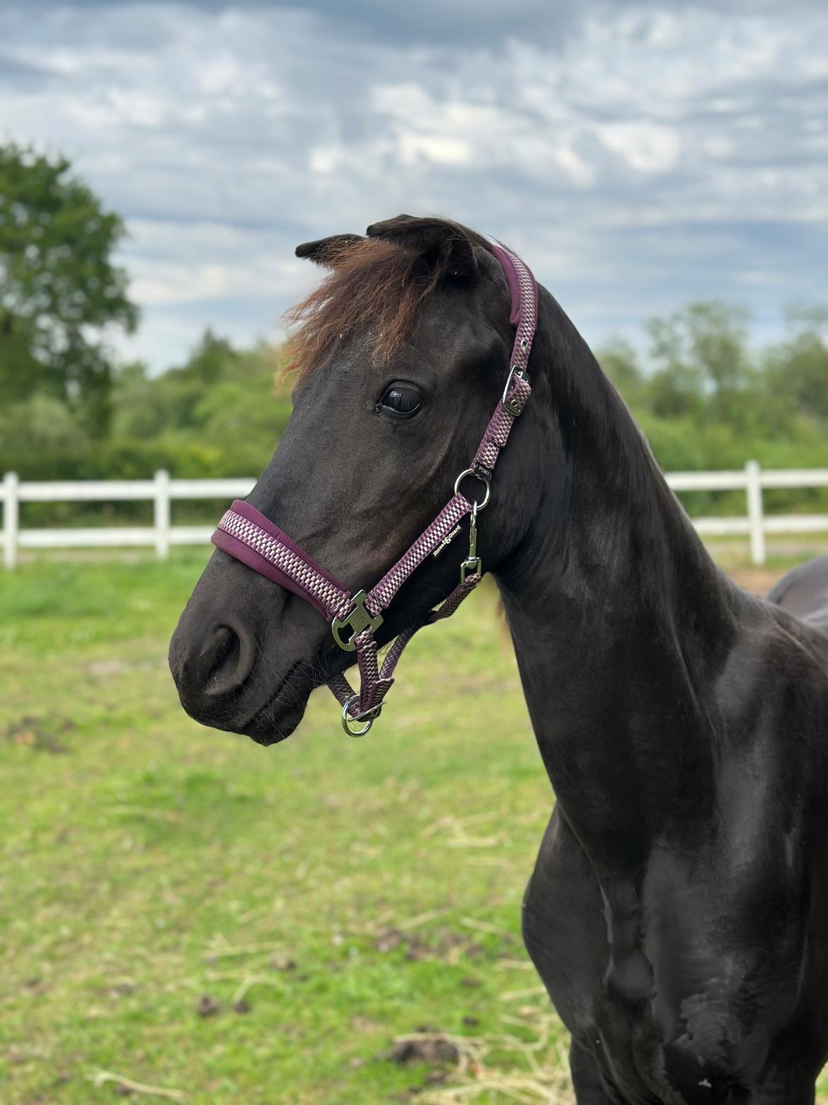 Barockpinto Malimos Dobby Downs billede 6