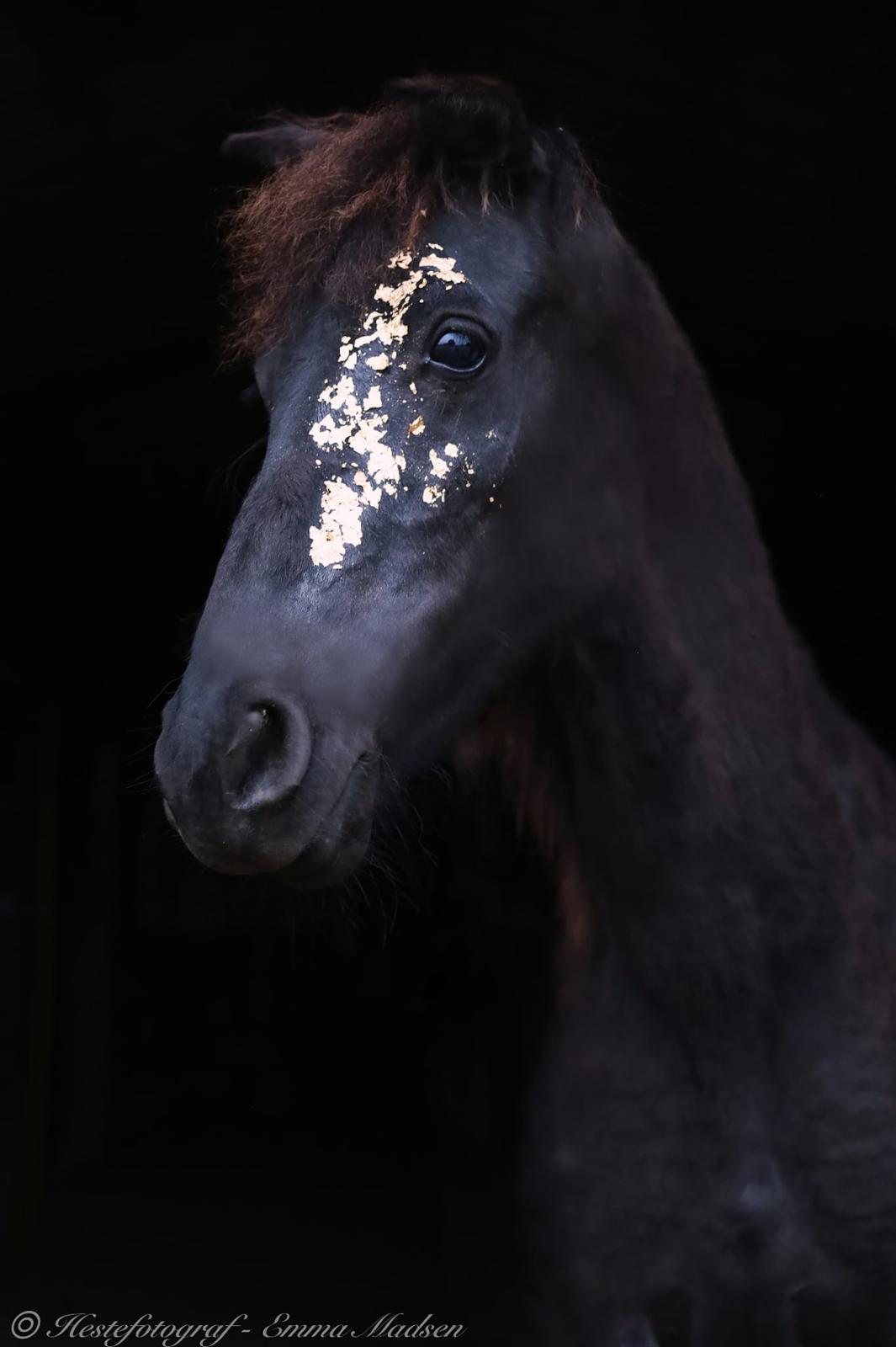 Barockpinto Malimos Dobby Downs billede 8