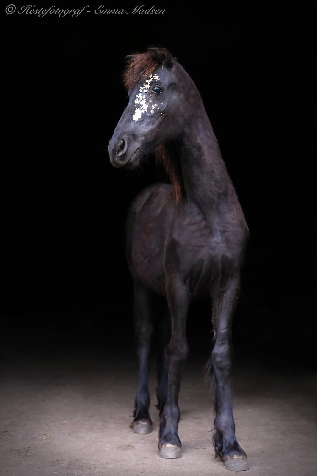 Barockpinto Malimos Dobby Downs billede 9