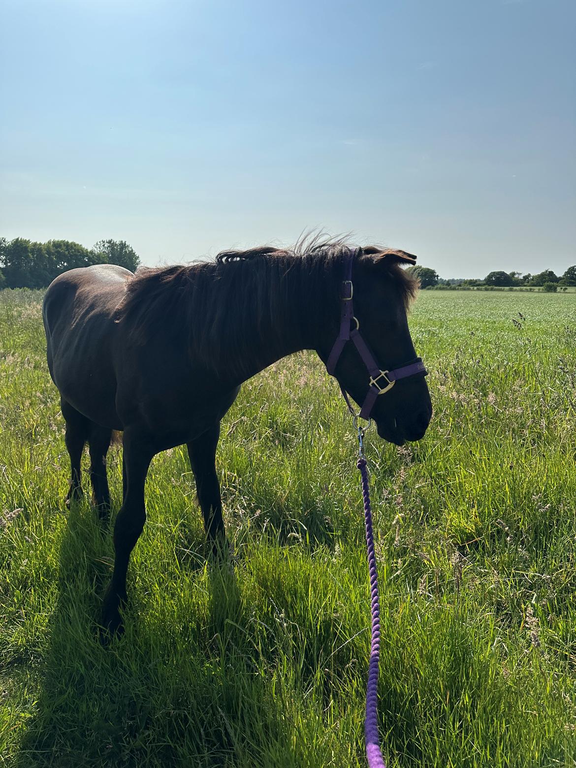 Barockpinto Malimos Dobby Downs billede 7