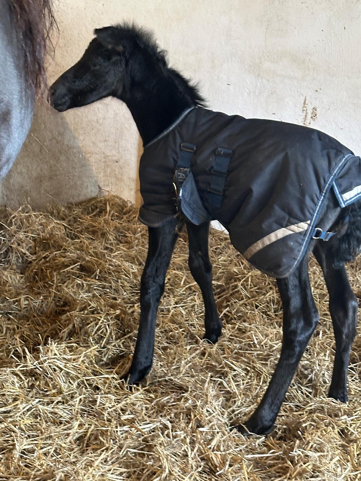 Barockpinto Malimos Dobby Downs billede 10