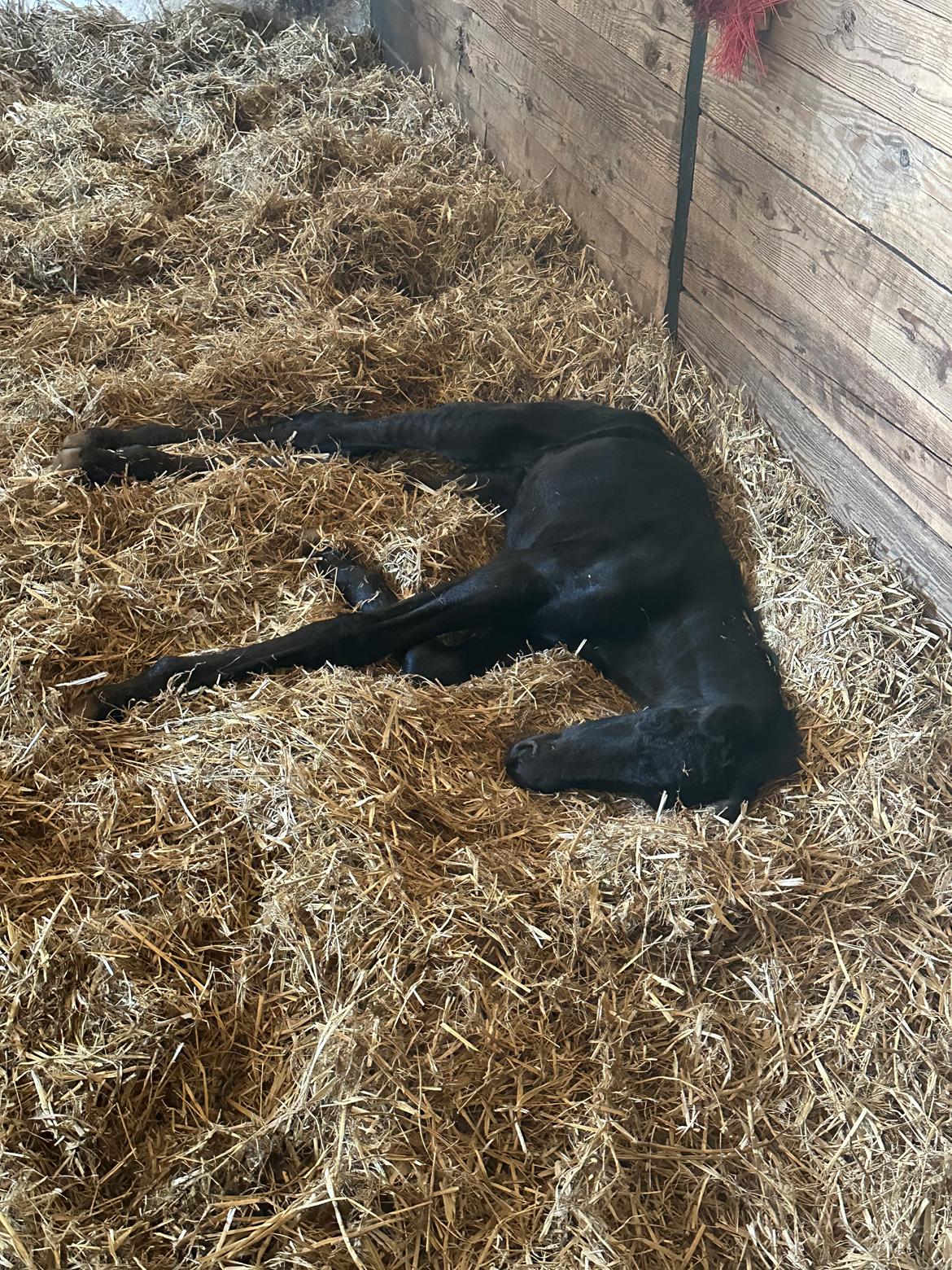 Barockpinto Malimos Dobby Downs billede 11