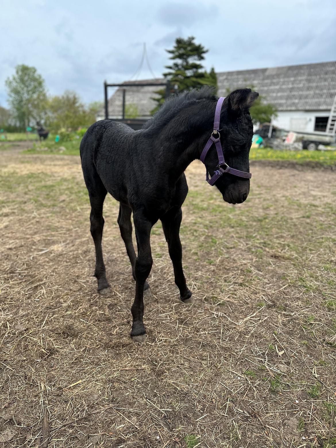 Barockpinto Malimos Dobby Downs billede 12