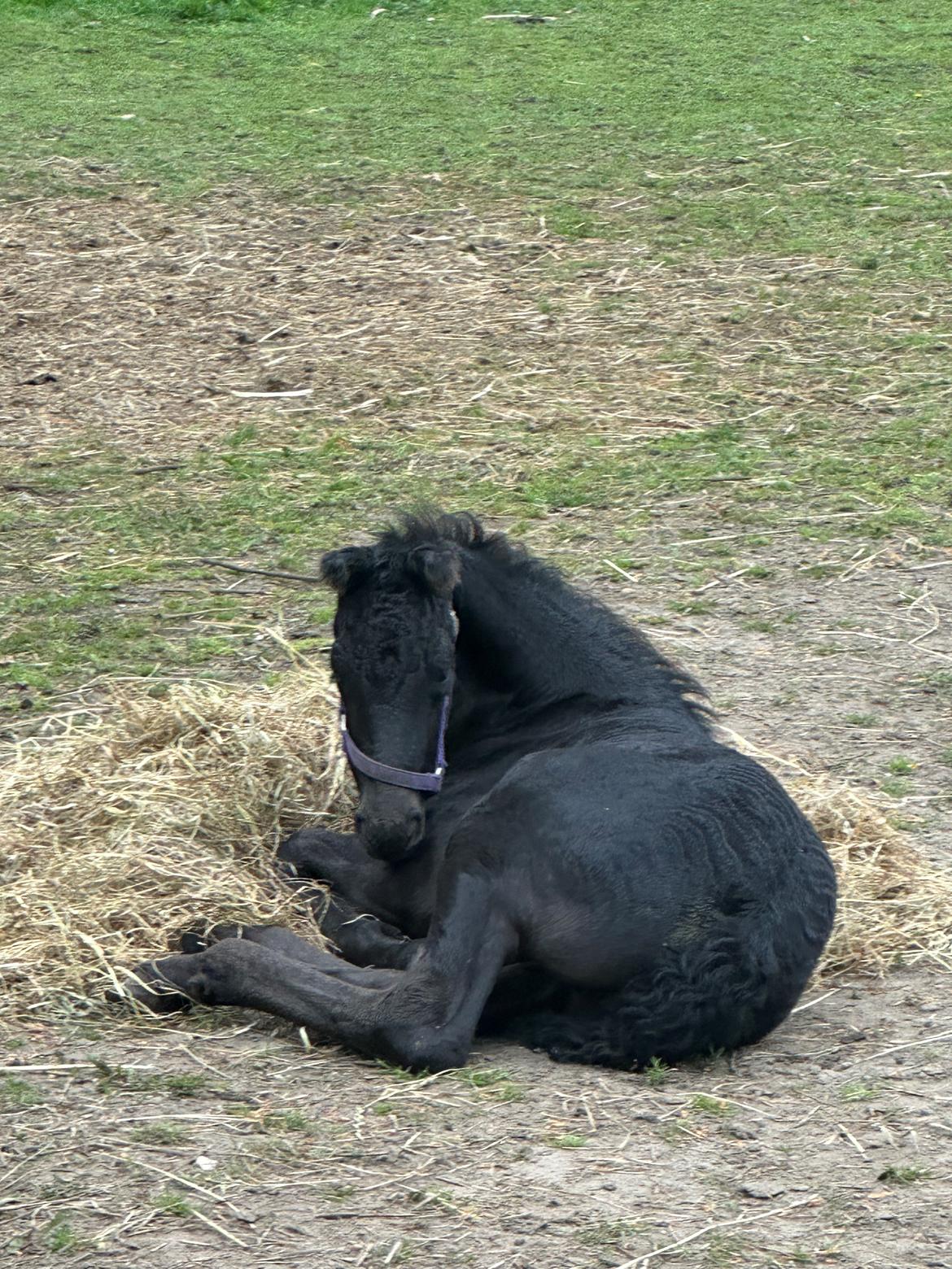 Barockpinto Malimos Dobby Downs billede 13