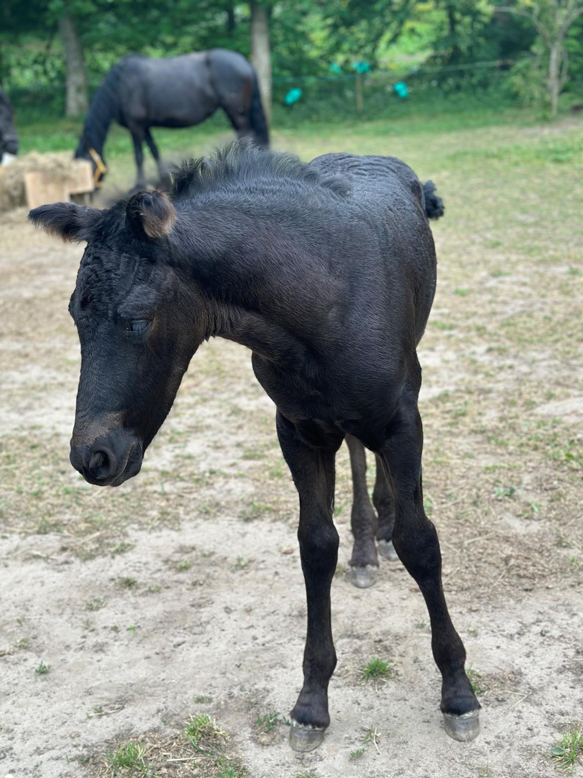 Barockpinto Malimos Dobby Downs billede 14