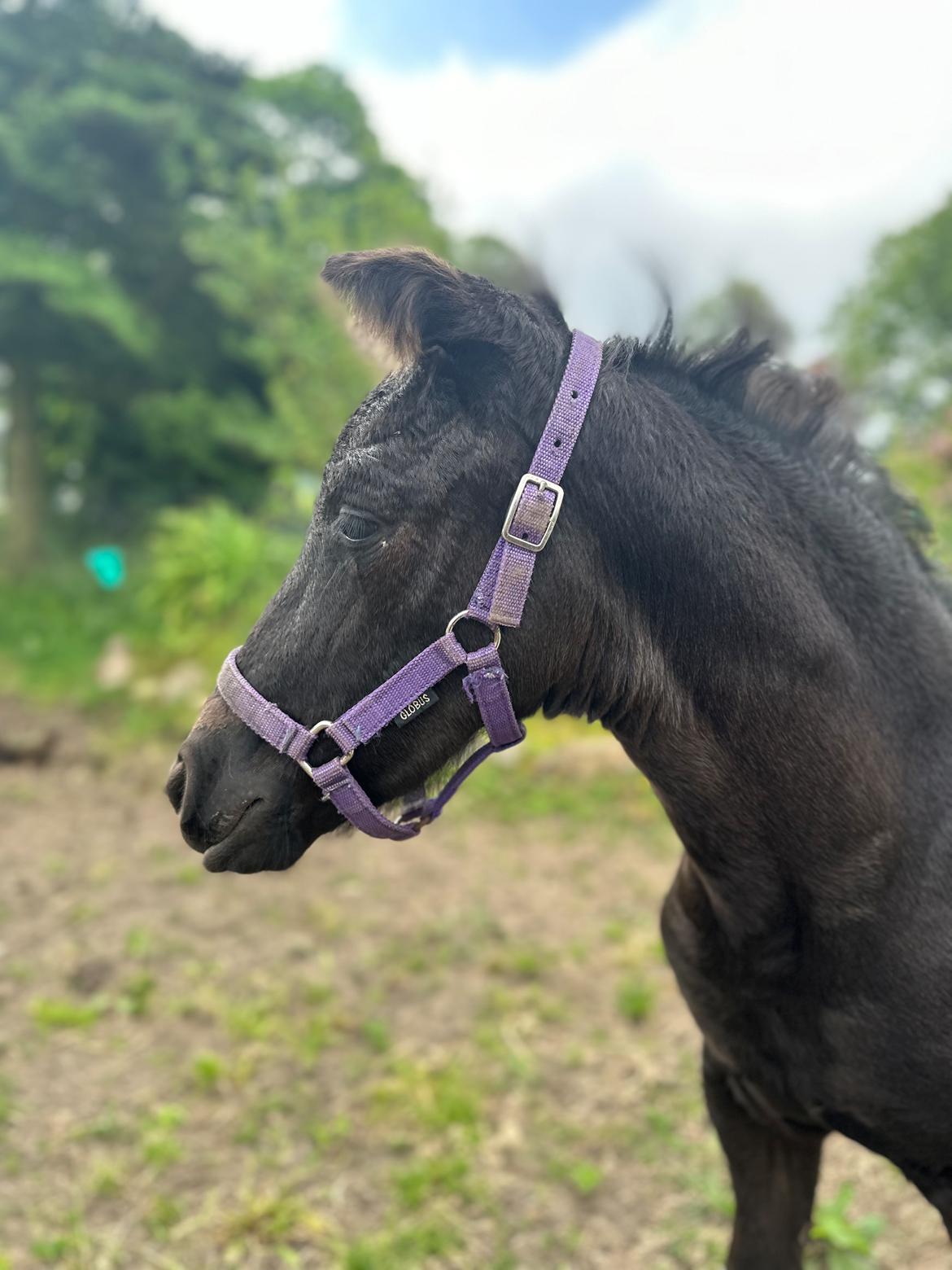 Barockpinto Malimos Dobby Downs billede 16