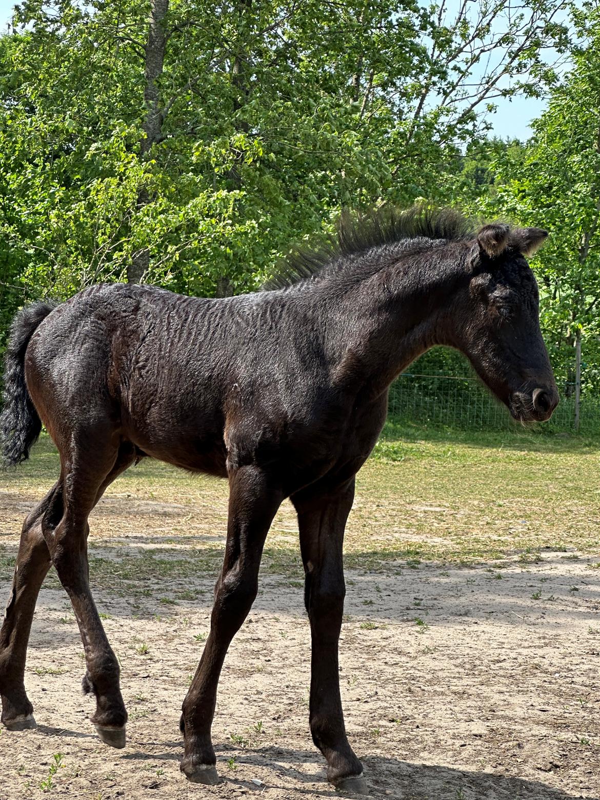 Barockpinto Malimos Dobby Downs billede 15