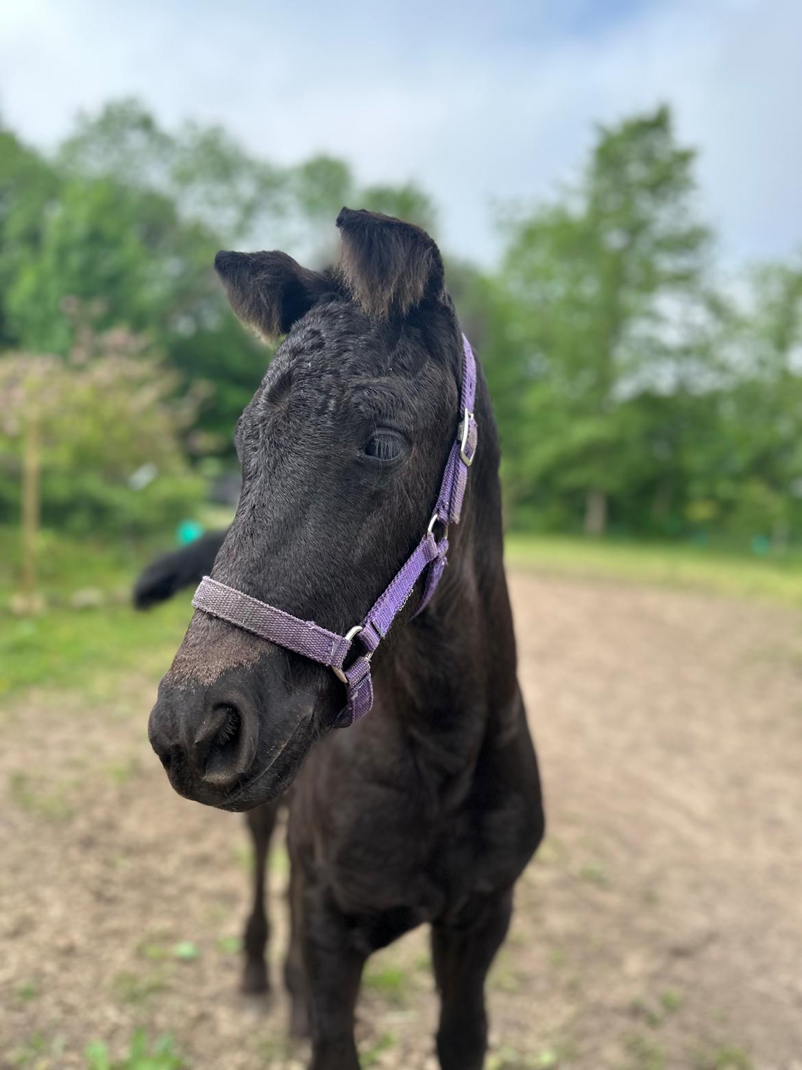 Barockpinto Malimos Dobby Downs billede 17