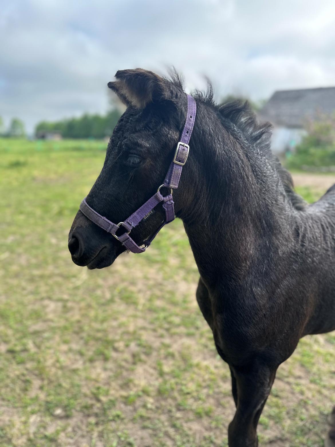 Barockpinto Malimos Dobby Downs billede 18