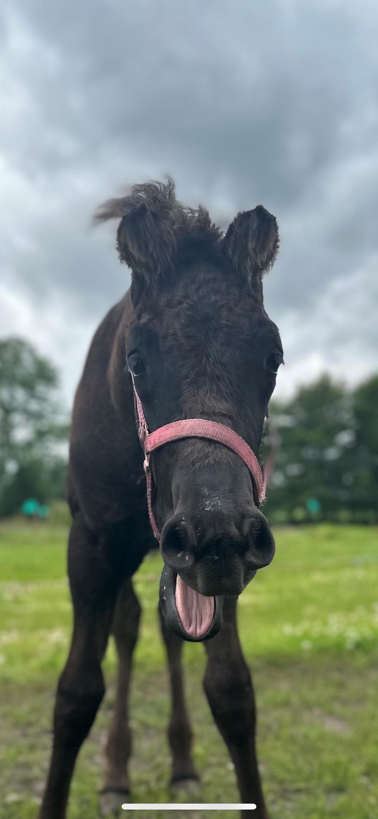 Barockpinto Malimos Dobby Downs billede 21