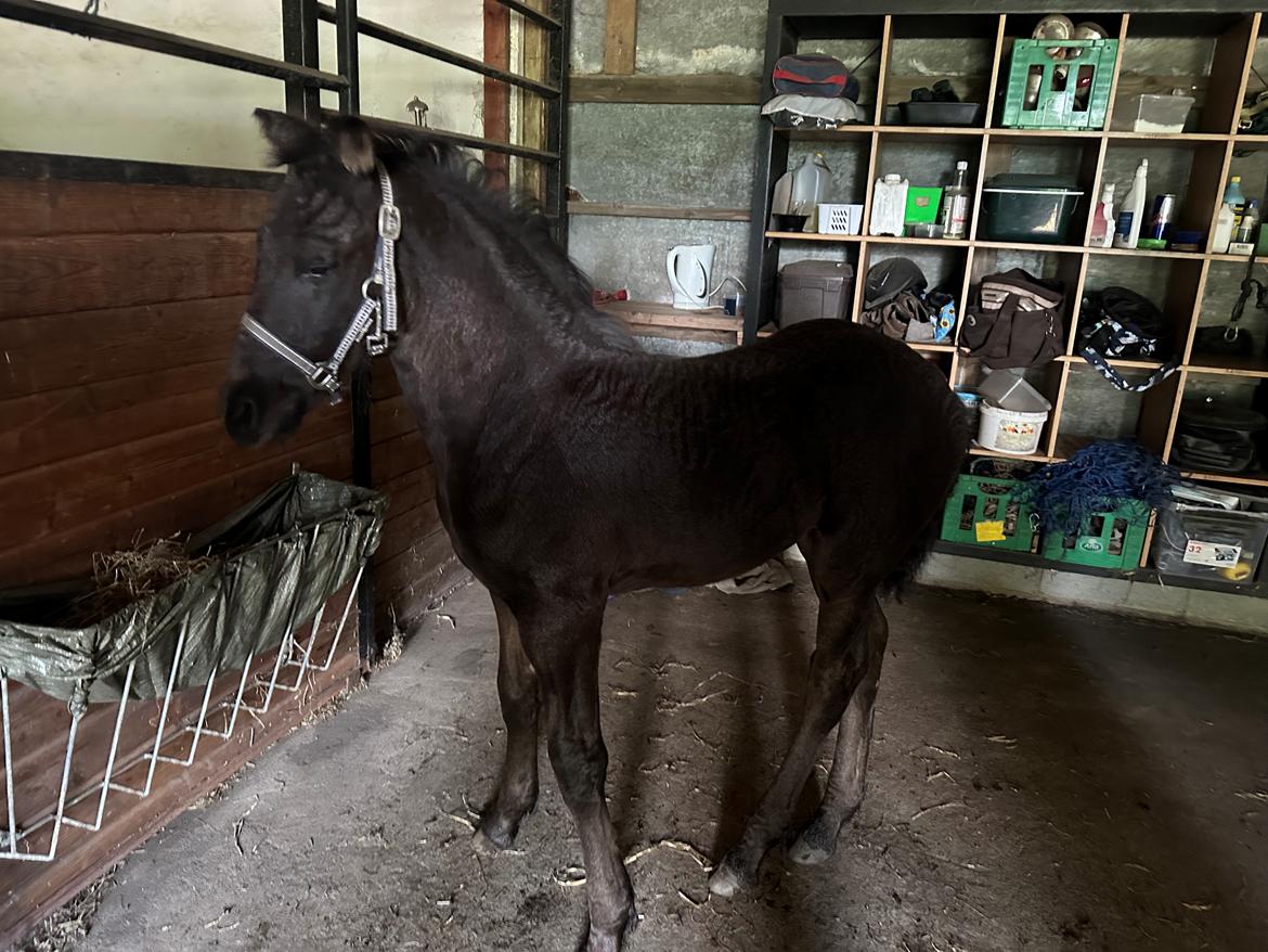 Barockpinto Malimos Dobby Downs billede 19