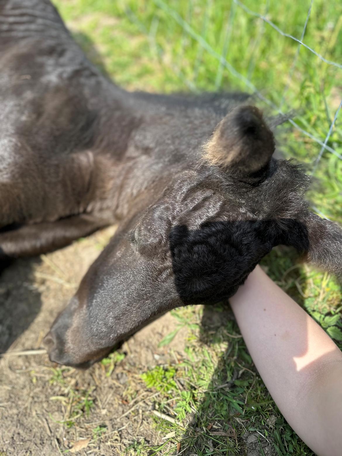 Barockpinto Malimos Dobby Downs billede 22