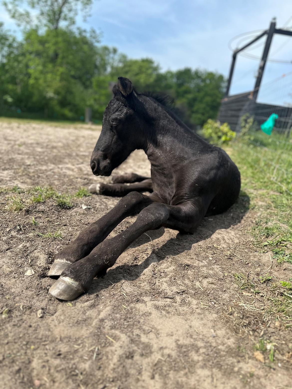 Barockpinto Malimos Dobby Downs billede 20