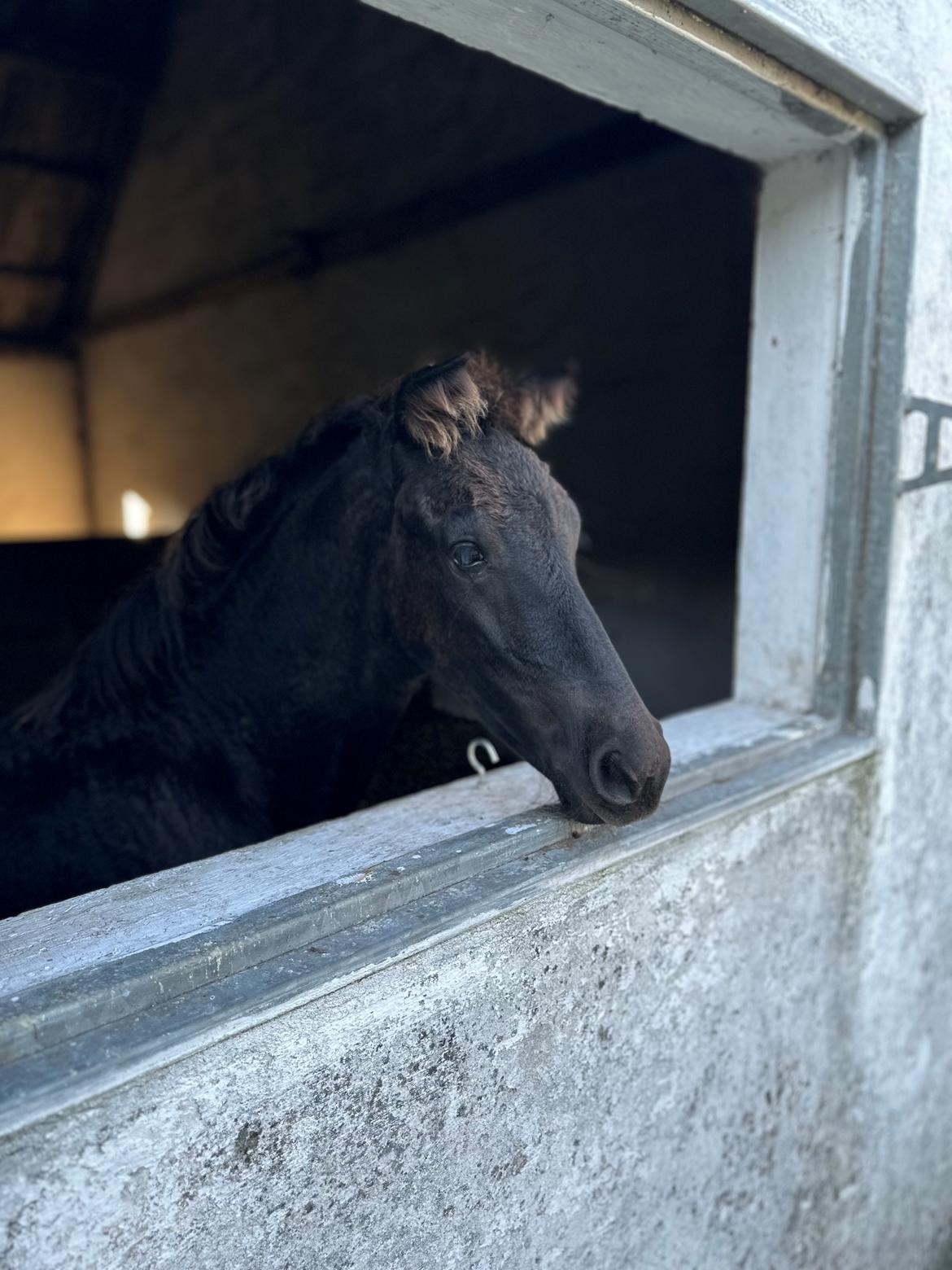 Barockpinto Malimos Dobby Downs billede 25